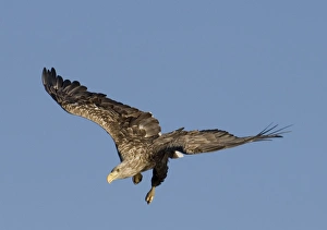 Sea Eagle Norway Prints: 02566dt