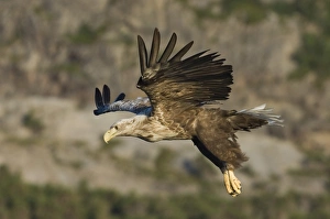 Haliaeetus Albicilla Images Prints: 02569dt