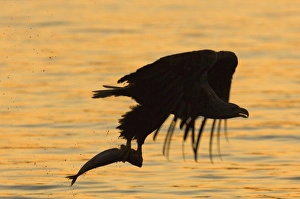 White-tailed Eagle Print with Fish, Flatanger Norway