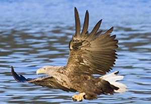 Bird Of Prey Norway Prints: 02572dt