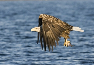 Haliaeetus Albicilla Images Prints: 02574dt