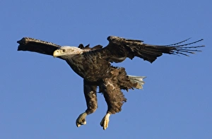 Haliaeetus Albicilla Images Prints: 02576dt