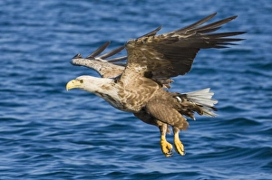 Haliaeetus Albicilla Images Prints: 02577dt
