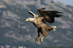 Prints of White-tailed Eagle (Sea Eagle). Haliaeetus albicilla adult swooping in for fish Norway July White Tailed Eagle Prints: White-tailed Eagle Print - Norway July