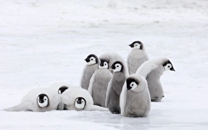 Emperor Penguin Chicks Prints: 02580dt