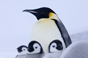 Emperor Penguin Chicks Prints: 02582dt