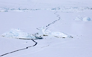 Emperor Penguins Antarctica Prints: 02605dt