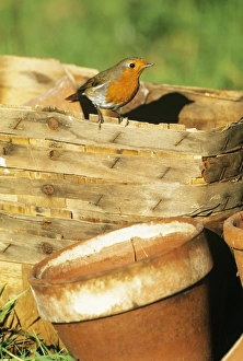Bird Watching In England Prints: 02679dt