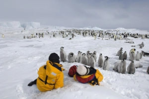 Wildlife Photography Antarctica Prints: 02699dt