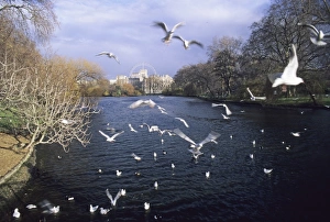 David Tipling Wildlife Photography Prints: 02819dt