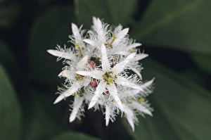 Nature Photography Close Up Prints: 02854dt