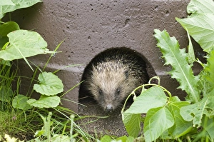 Norfolk Wildlife Prints: 02856dt