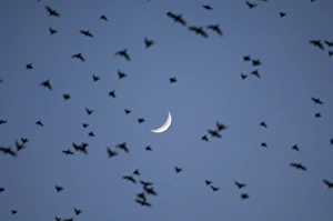 Starling Murmuration Photos Prints: 02859dt