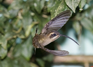 Panama Bird Species Prints: 02862dt