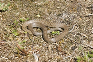 Nature Photography UK Prints: 02863dt