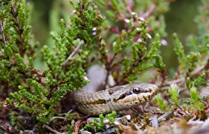 Smooth Snake Prints: 02864dt
