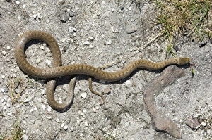 Reptile Conservation Efforts Prints: 02867dt