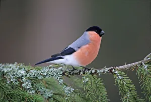 Scottish Wildlife Photography Prints: 02879dt