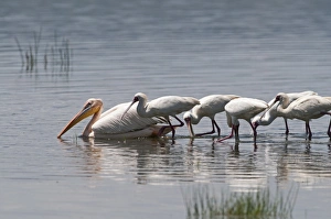 African Spoonbills Platalea alba feeding behind a Great White Pelican Pelecanus onocrotalus African Spoonbills Platalea alba feeding behind a Great White Pelican Pelecanus onocrotalus
