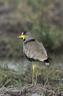 African Wattled Lapwing Vanellus senegallus Masai Mara Kenya African Wattled Lapwing Vanellus senegallus Masai Mara Kenya