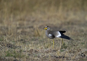 African Wattled Lapwng Vanellus senegallus Masai Mara Kenya African Wattled Lapwng Vanellus senegallus Masai Mara Kenya