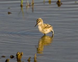Nature Reserve Images Prints: Avocet chick Minsmere, May