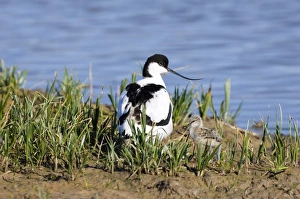 RSPB Minsmere Prints: Avocet with chick on Scrape Minsmere May