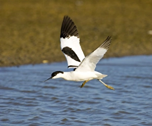 Bird Photography UK Prints: Avocet Minsmere May