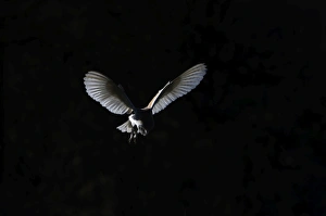 Barn Owl Tyto alba female hunting over grazing marsh at Burnham Overy Norfolk February Barn Owl Tyto alba female hunting over grazing marsh at Burnham Overy Norfolk February