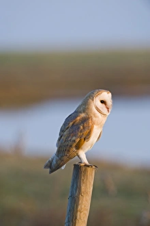 Barn Owl tyto alba hunting Cley NWT Reserve North Norfolk January Barn Owl tyto alba hunting Cley NWT Reserve North Norfolk January