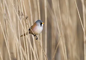 Bearded Tit Panurus biarmicus in reeds Cley Norfolk spring Bearded Tit Panurus biarmicus in reeds Cley Norfolk spring