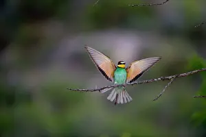 Prints of Bee-eater Merops apiaster Spanish Steppes Spain May Coraciiformes Prints: Bee-eater Print - Spanish Steppes May