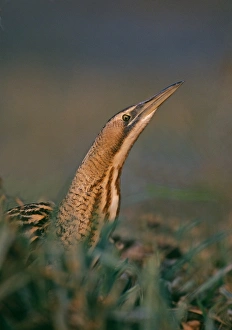 Bittern Prints: Bittern Print: Autumn Marsh Stalker
