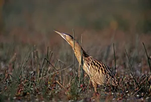 Prints of Bittern, Botaurus stellaris, stalking through marsh, autumn Herons Prints: Bittern Print: Autumn Marsh Stalker
