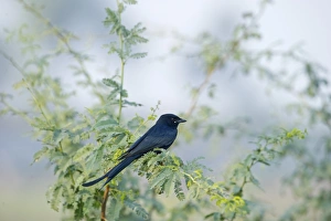 Black Drongo Dicrurus macrocercus Bharatpur India February Black Drongo Dicrurus macrocercus Bharatpur India February