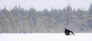 David Tipling Images Prints: Black Grouse