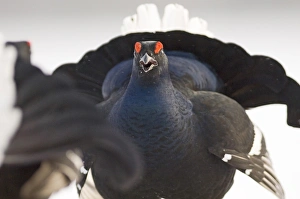 Black Grouse Tetrao tetrix fighting on lek in snow March Black Grouse Tetrao tetrix fighting on lek in snow March