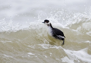 Black-necked Grebe Podiceps nigricollis on sea winter Black-necked Grebe Podiceps nigricollis on sea winter