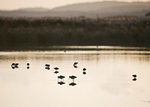 Black-tailed Godwits Limosa limosa feeding on scrape at Cley NWT Reserve Norfolk November Black-tailed Godwits Limosa limosa feeding on scrape at Cley NWT Reserve Norfolk November
