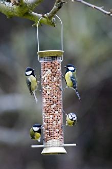 Blue and Great Tits on nut feeder Kent UK winter Blue and Great Tits on nut feeder Kent UK winter