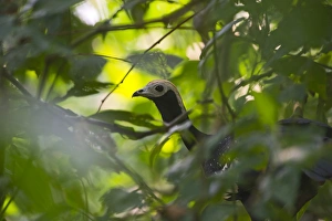 Blue-throated Piping Guan Pipile cumanensis Tambopata Peruvian Amazon Blue-throated Piping Guan Pipile cumanensis Tambopata Peruvian Amazon