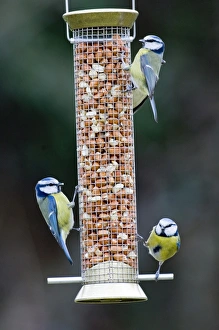 Blue Tits Parus caeruleus on nut feeder Kent UK winter Blue Tits Parus caeruleus on nut feeder Kent UK winter