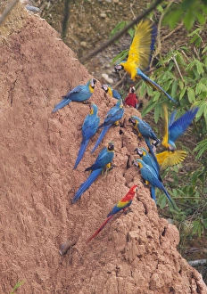 Blue and Yellow Macaws Ara ararauna & Scarlet Macaws Ara macao at clay lick Tambopata Blue and Yellow Macaws Ara ararauna & Scarlet Macaws Ara macao at clay lick Tambopata
