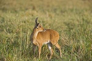 Bohor Reedbuck Redunca redunca Masai Mara Kenya Bohor Reedbuck Redunca redunca Masai Mara Kenya