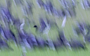Brent Geese Branta bernicla Cley Norfolk winter Brent Geese Branta bernicla Cley Norfolk winter
