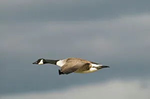 Canada Goose Branta canadensis Slimbridge Glos UK winter Canada Goose Branta canadensis Slimbridge Glos UK winter