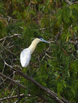Capped Heron Pilherodius pileatus Tambopata Peruvian Amazon Capped Heron Pilherodius pileatus Tambopata Peruvian Amazon