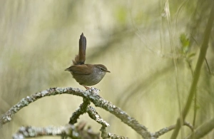 Cettis Warbler Cettia cettia Ferry Wood Norfolk Broads spring Cettis Warbler Cettia cettia Ferry Wood Norfolk Broads spring
