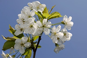 Kent Landscape Photography Prints: Cherry blossom Kent spring