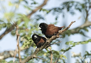 Chestnut Munia (Black-headed Munia) Lonochura malacca Palawan Philippines Chestnut Munia (Black-headed Munia) Lonochura malacca Palawan Philippines